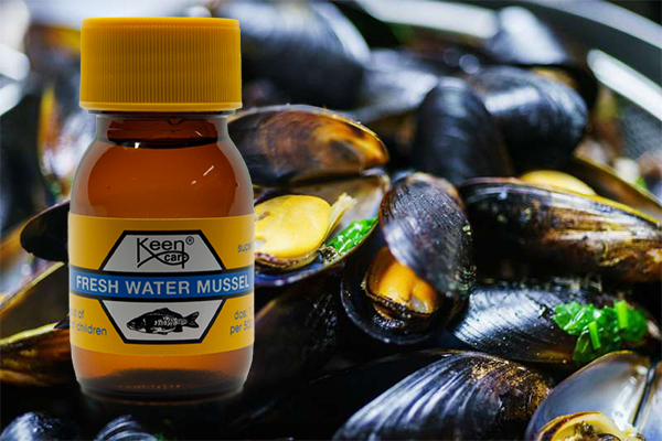 Fresh Water Mussel